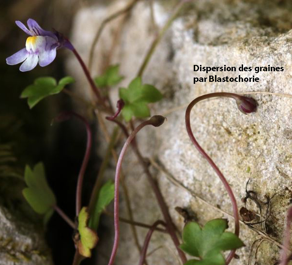 blastochorie