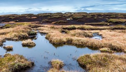 Bog