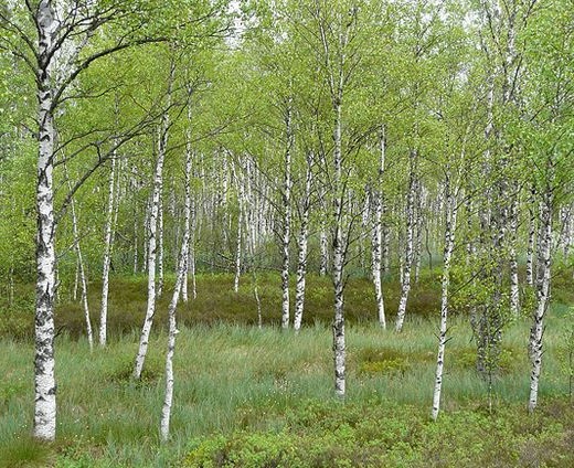 betulaie