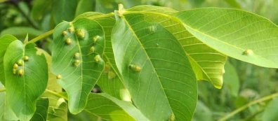 Biomorphose