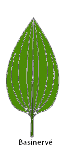 Basinerve