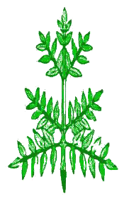 Bipennatisequee