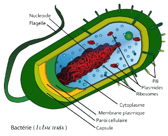 bacterie