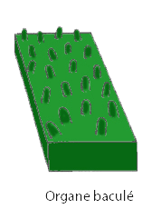 bacule
