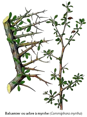 balsamier