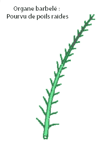 barbele