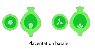 basale placentation