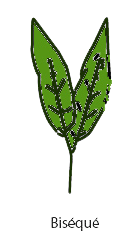 biseque