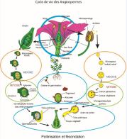 cycle de vie des angiospermes