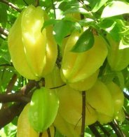 Carambole