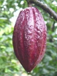 cabosse cacao