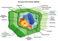 cellule vegetale