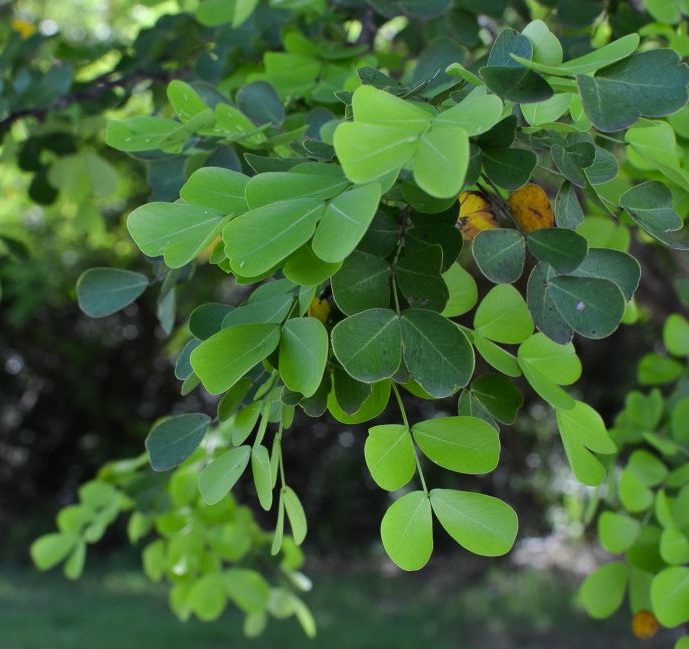 campeche haematoxylon campechianum