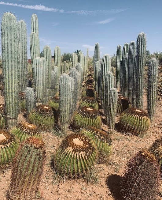 cactus
