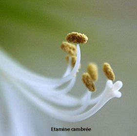 cambre