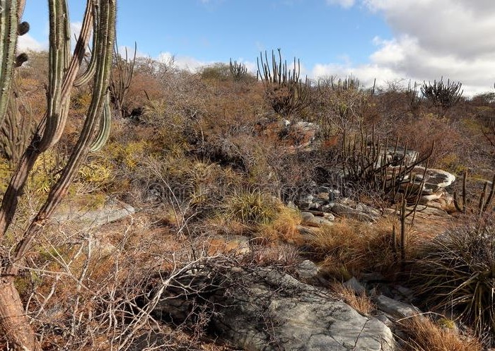 Caatinga