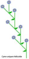 Cyme unipare helicoide