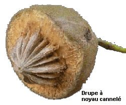 cannele2