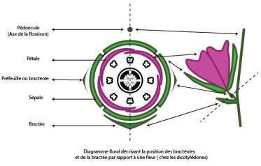 disposition pieces florales