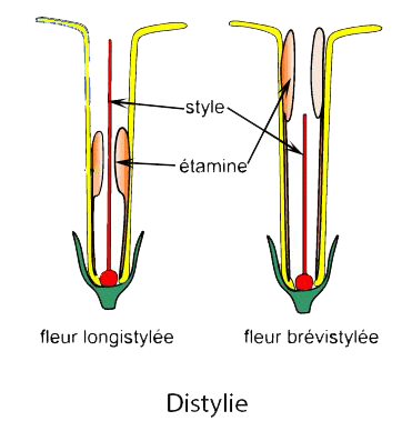 Distylie