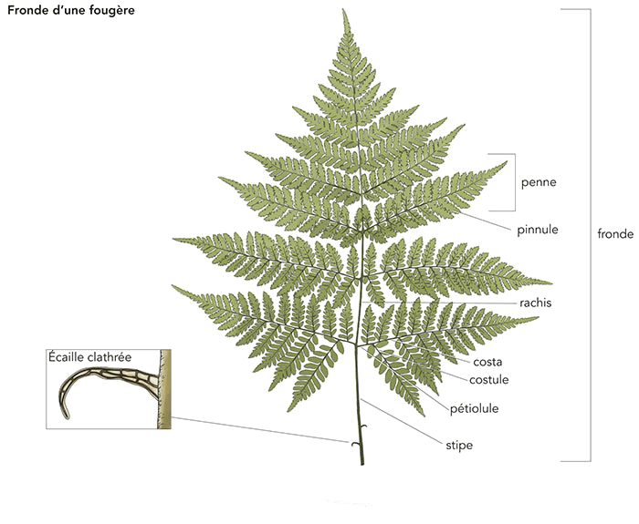 fronde