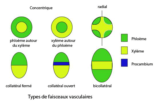 Faisceaux vasculaires