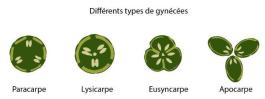 gynecees types