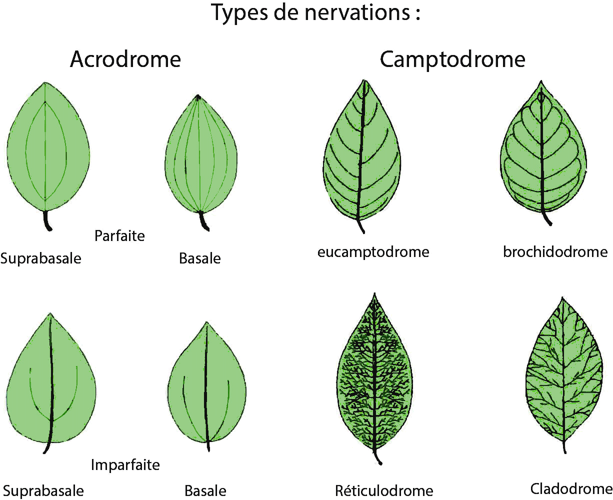 nervation