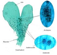 prothalle polypode