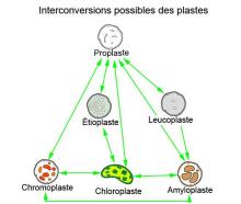 Plastes conversions