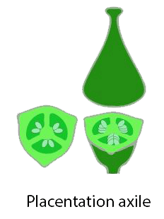 placentation axile