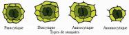 Stomates types