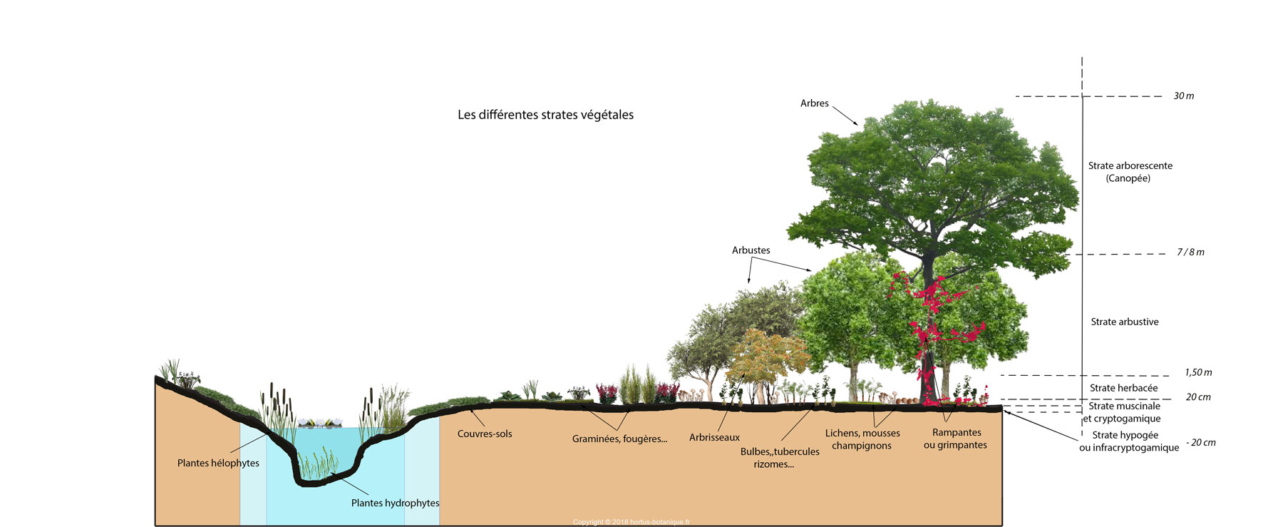 differentes strates vegetales