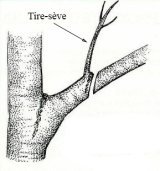 tire seve