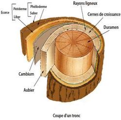 coupe tronc