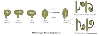 types ovules