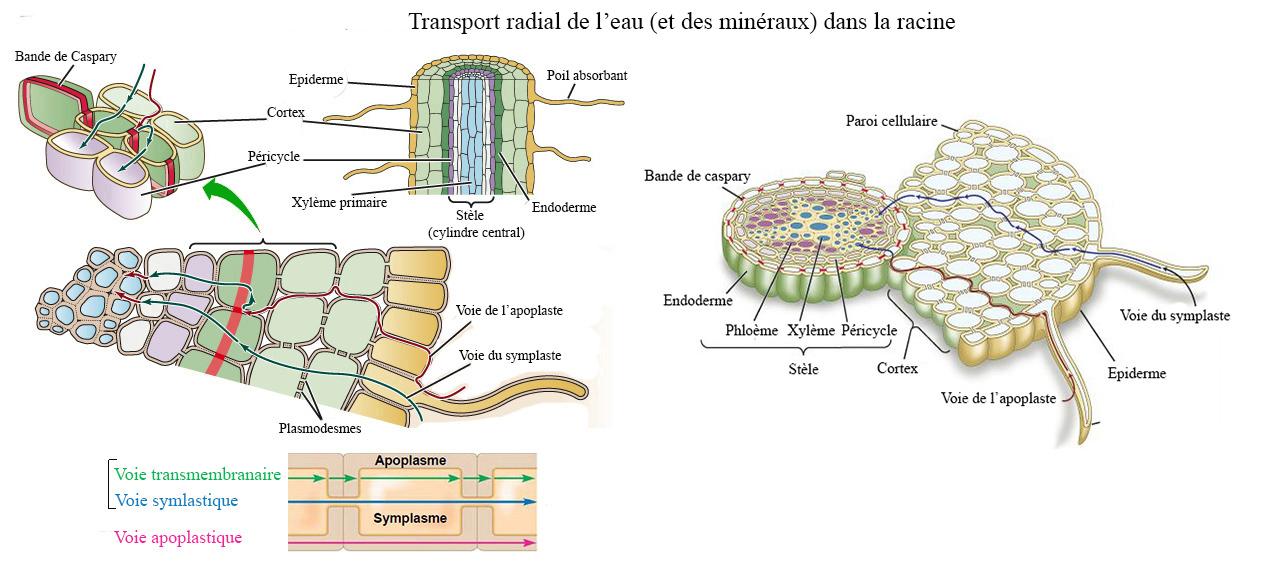 transport eau mineraux