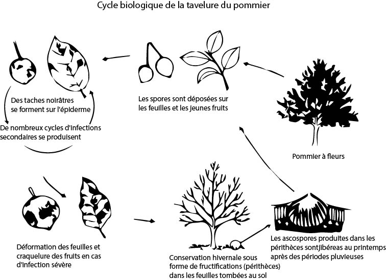 tavelure cycle biologique