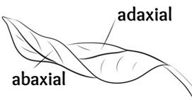 abaxial