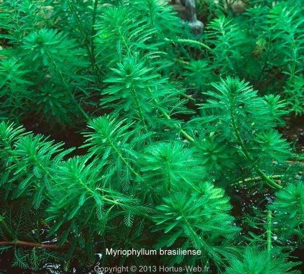 myriophyllum brasiliense