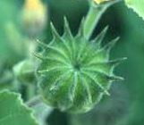 abutilon