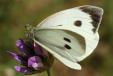 Pieris brassicae