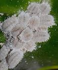 planococcus citri