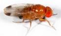 Drosophila suzukii