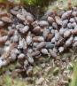 eriosoma lanigerum 2