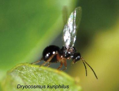 dryocosmus kuriphilus