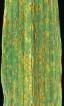 puccinia recondita