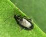 Phyllotreta spp