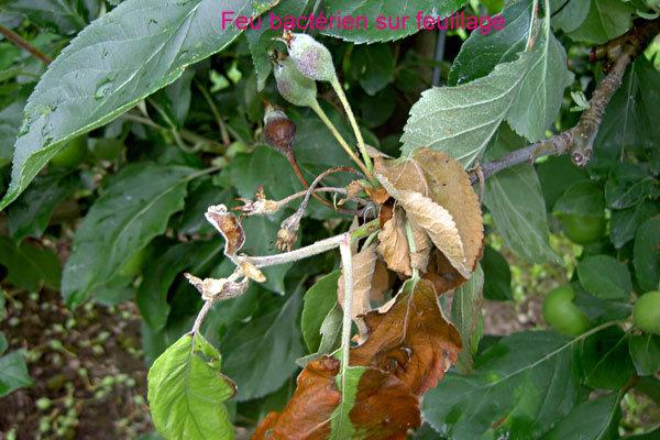 erwinia amylovora feuilles pommier