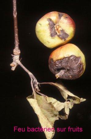 erwinia amylovora fruit